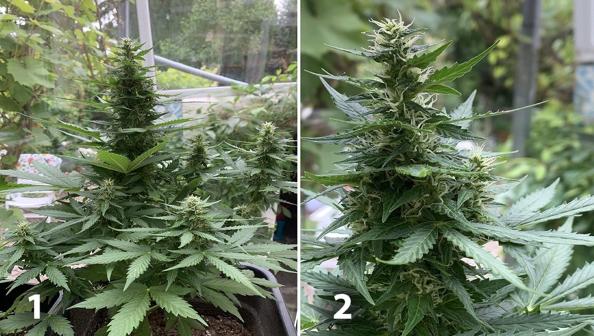 Outdoor cannabis grow in Italy: week 7 of plant growth