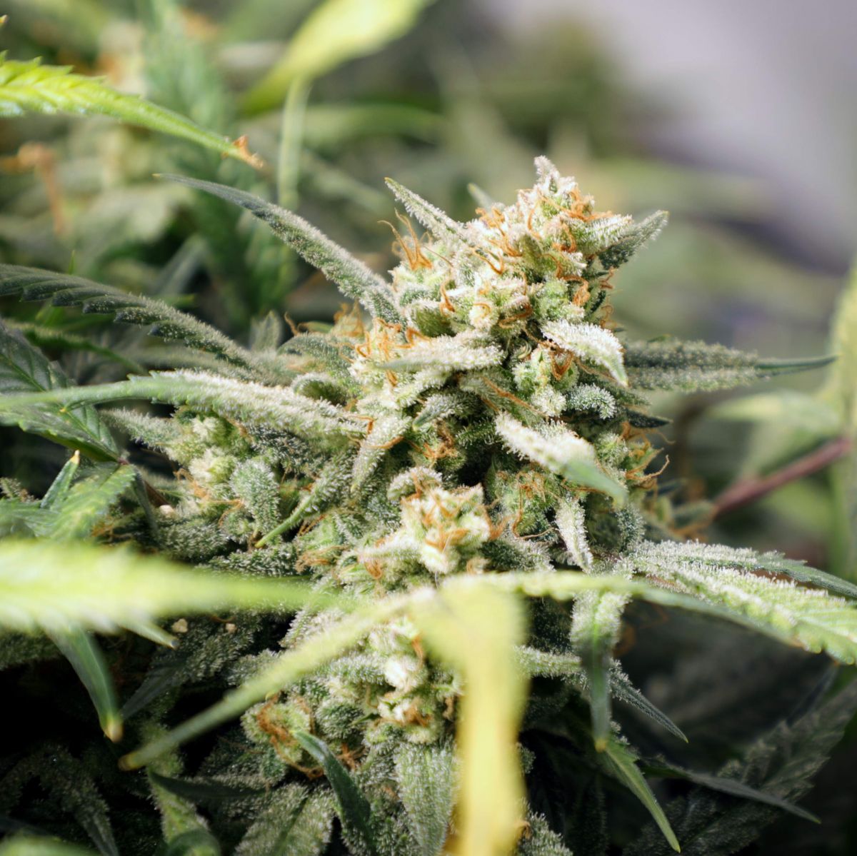 How to Flush THC Out of Your System?: Bud by BigDaddyK