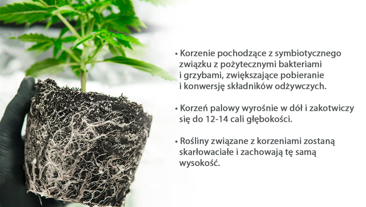 Best pot size for autoflowers: roots