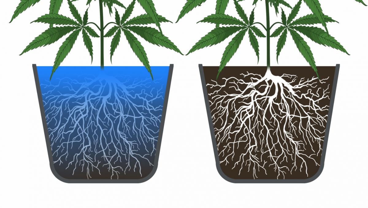 Best way to grow autoflower cannabis
