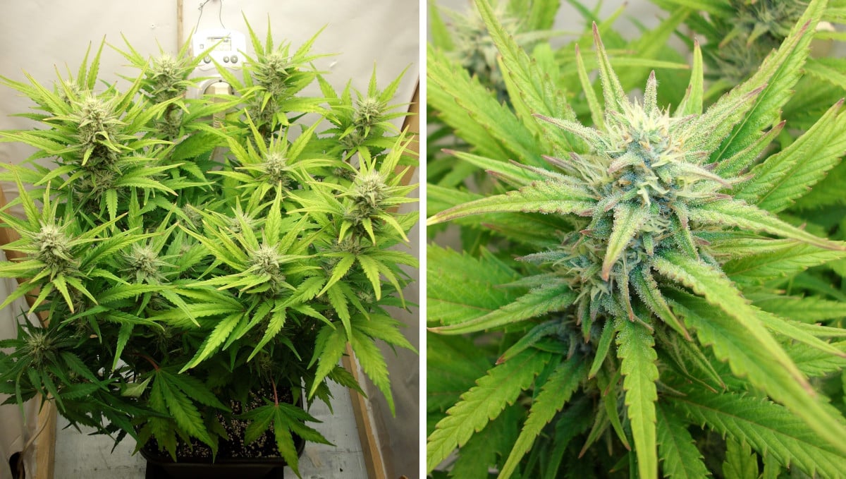 Gelato Auto Cannabis Strain Week-by-Week Guide: A weed plant with maturing buds and yellowish leaves, and a close-up of a frosty cola