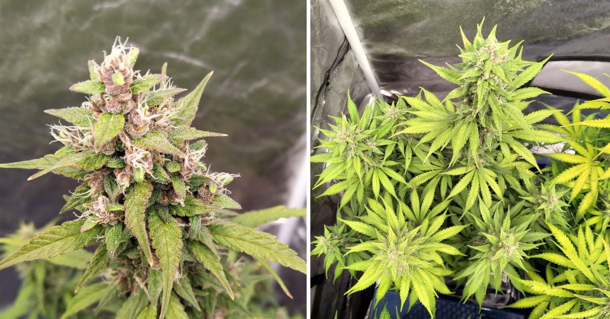 Harvest Your Autoflowering Cannabis: ripening of the buds on week 8