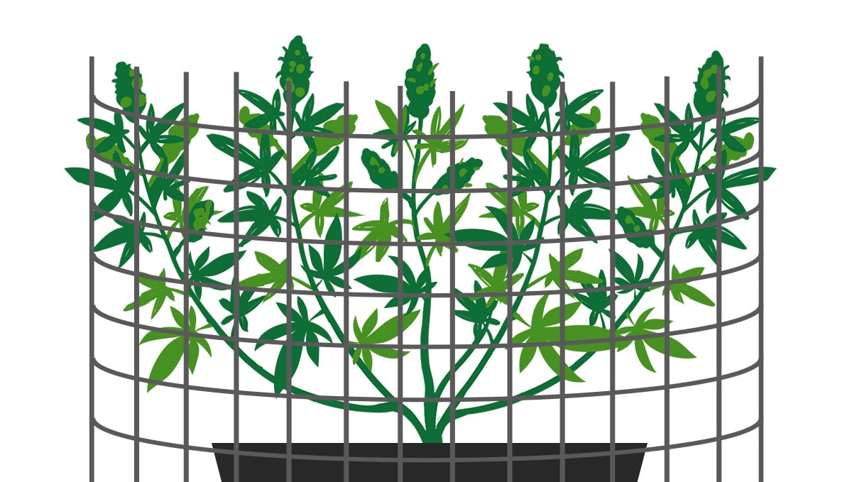 7 Top Tips On Supporting Heavy Buds Indoors: The Trellis