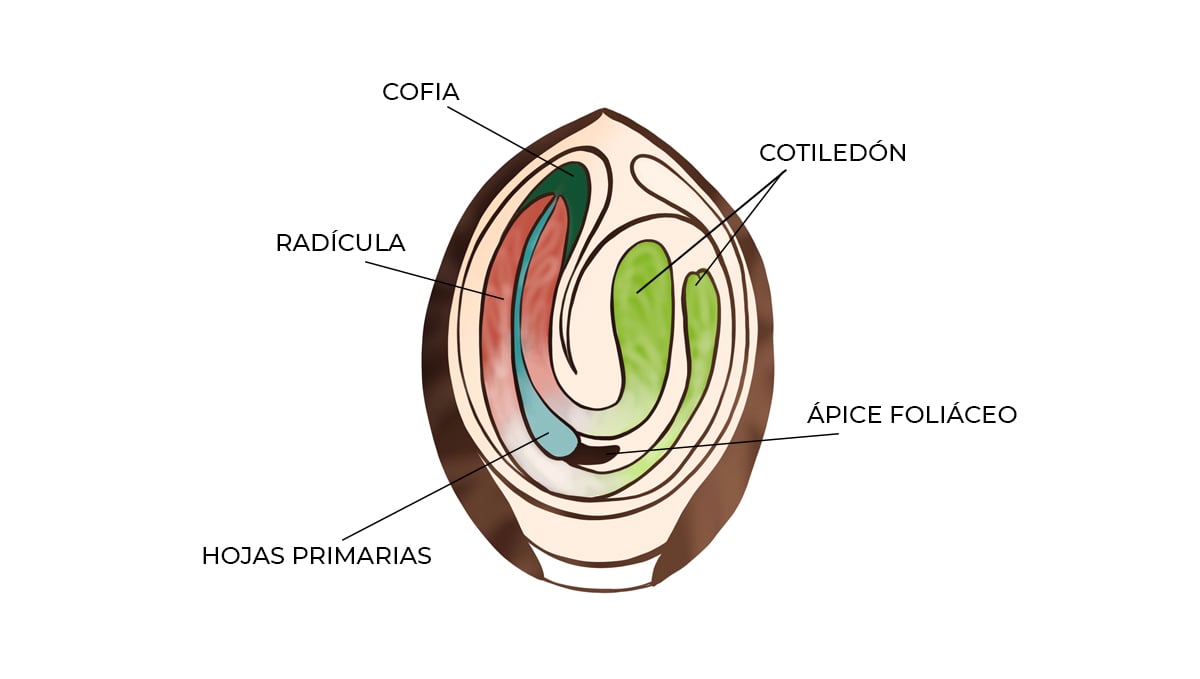 Anatomía de una semilla