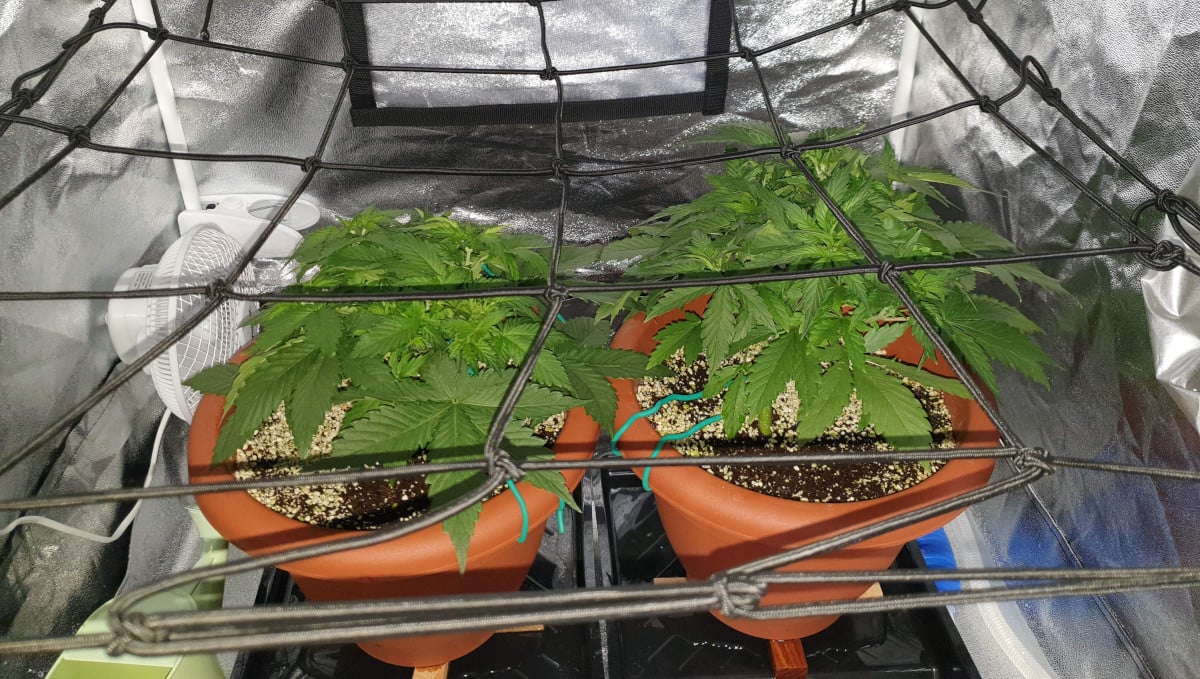 Orange Sherbet Auto Cannabis Strain Week-by-Week Guide: ScrOG net spread over two cannabis plants in plastic pots