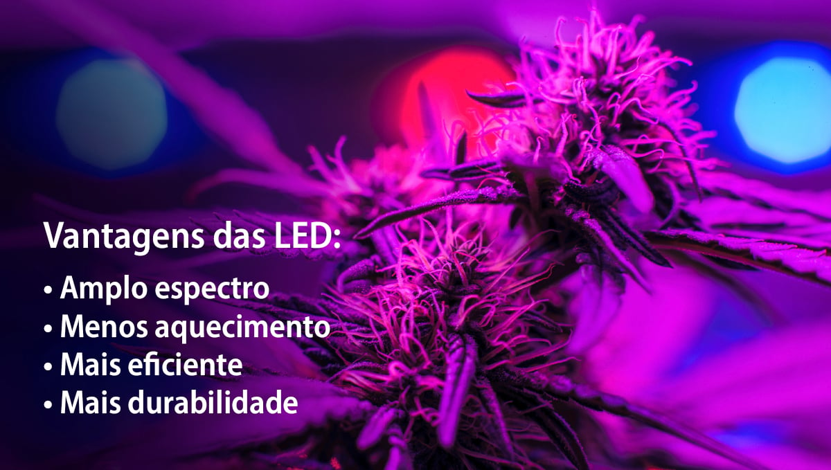 Cultivar autoflorescentes com LEDs: vantagens