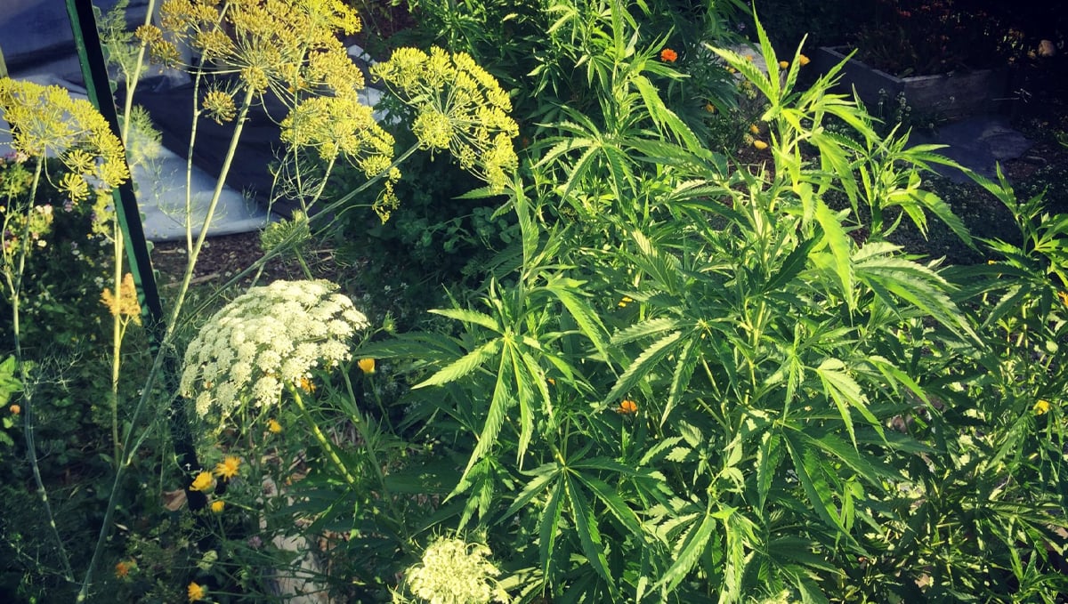 Plantas companheiras para cannabis: cultivo armadilha