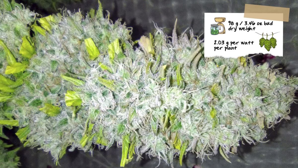 Orange Sherbet Auto Cannabis Strain Week-by-Week Guide: A roughly trimmed mature cola