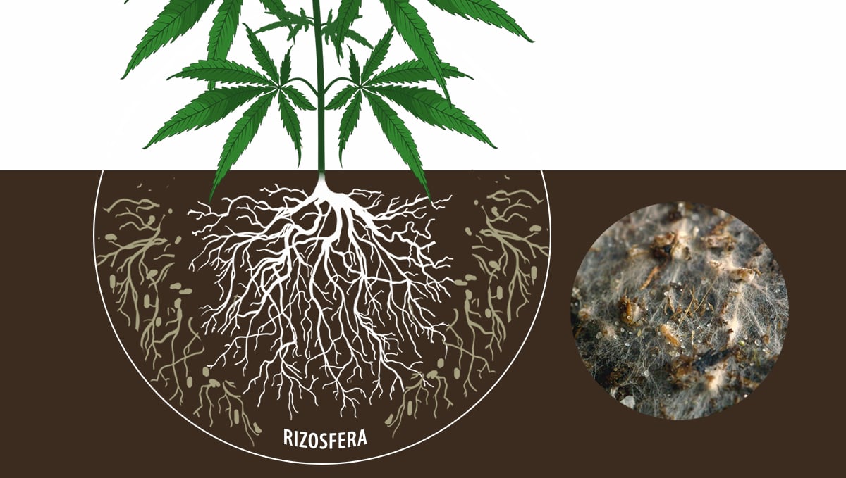 Cannabis e micorrizas: ectomicorrizas
