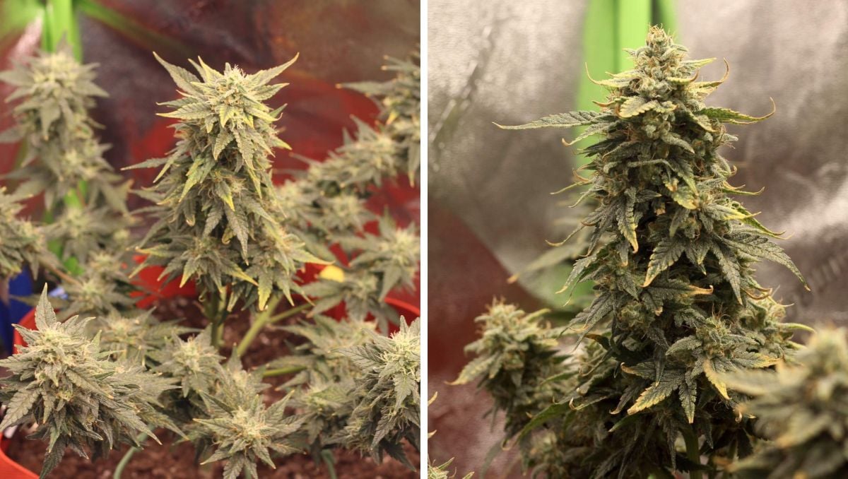 Orange Sherbet Auto Cannabis Strain Week-by-Week Guide: An autoflower with small but dense buds and yellow sugar leaves
