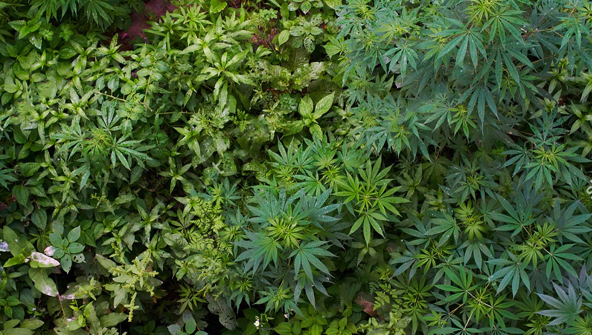 Cannabis e vegetação