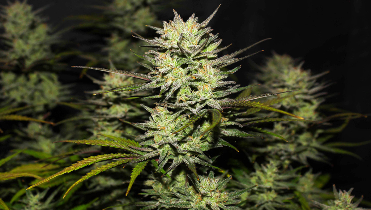 Original Auto Northern Lights por pharmaZ de GrowDiaries