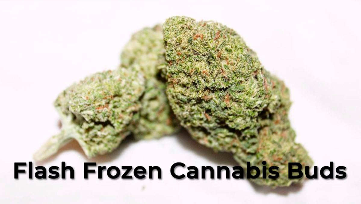 Flash frozen cannabis buds