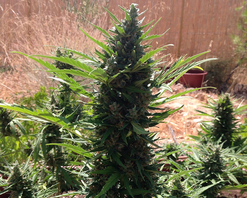 Fast Buds Gorilla Glue Grown Outdoors