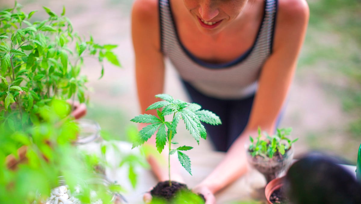 Growing pot? Here are some common mistakes to avoid