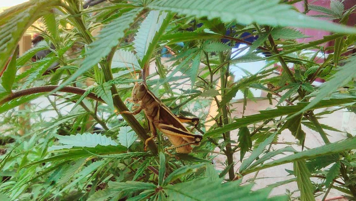 Grasshoppers are a common pest found in cannabis plants.