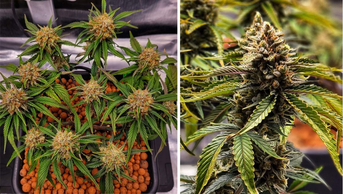 Gorilla Cookies Auto Cannabis Strain Week-by-Week Guide: Ravishing if anorexic