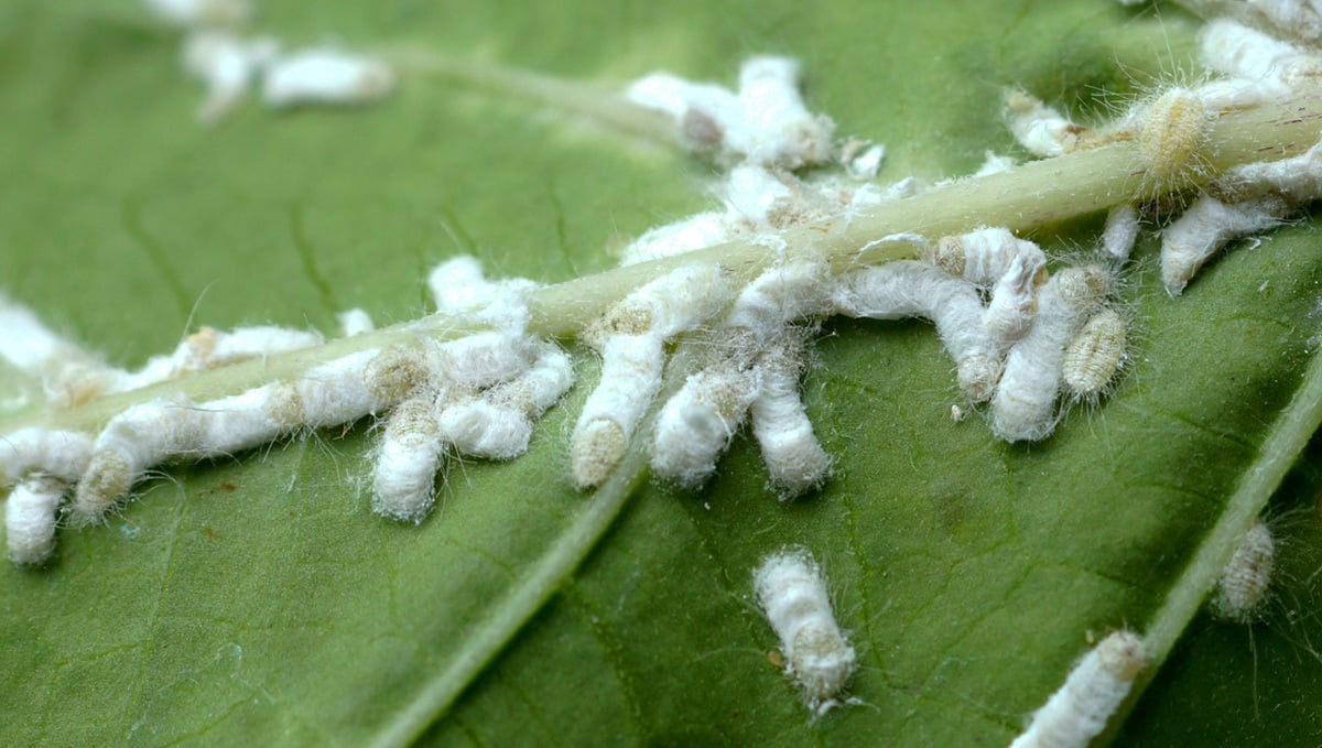 Most Common Pests In Cannabis: Group of mealy bugs on cannabis leaf