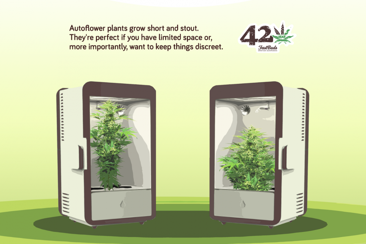 autoflower-cannabis-stealth-discretion-grow.png Autoflowering Cannabis is perfect for privately minded growers