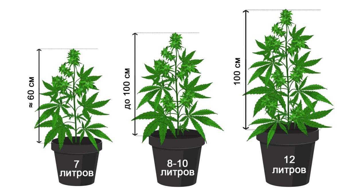 pot_size_rus.jpg