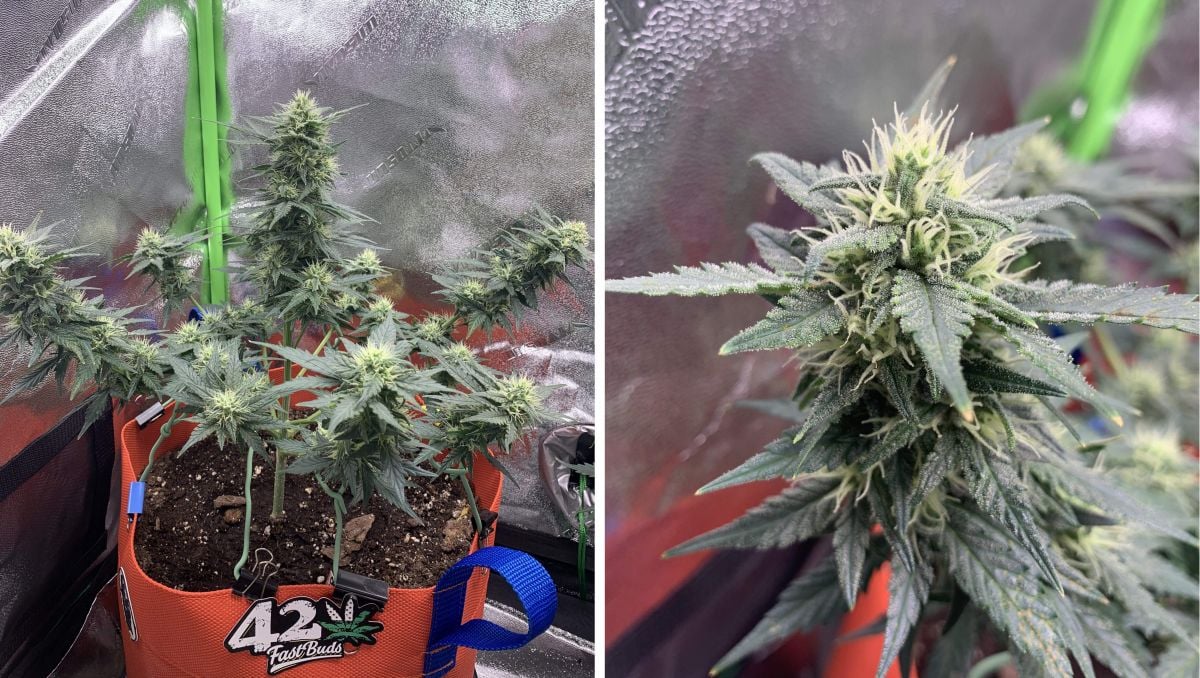 Orange Sherbet Auto Cannabis Strain Week-by-Week Guide: An autoflower with lots of white pistils and first trichomes