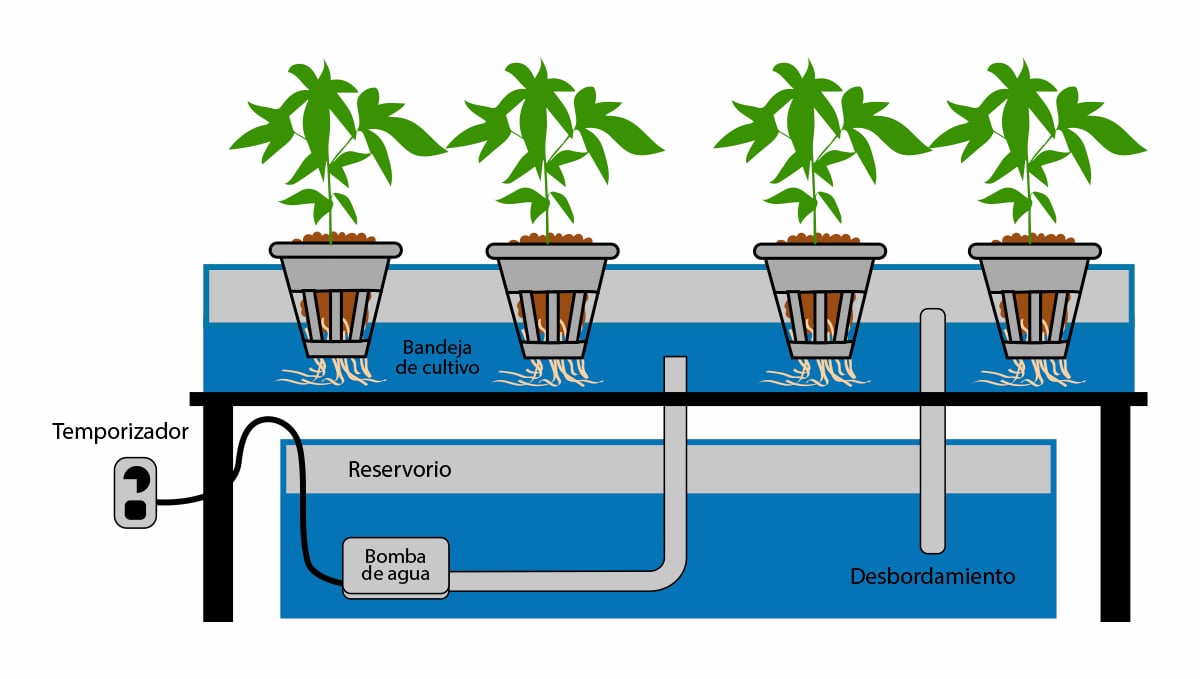 Cannabis autofloreciente en hidro: reflujo y flujo y flujo continuo