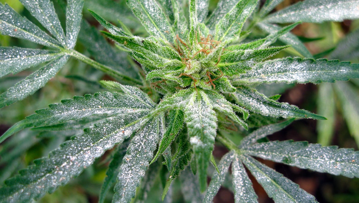 Most Common Pests In Cannabis: Powdery Mildew