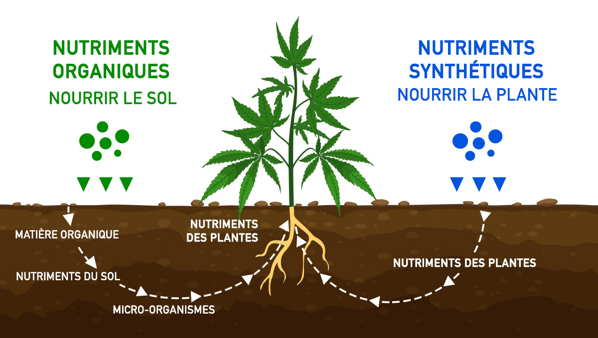How much do autoflowers yield: nutrients