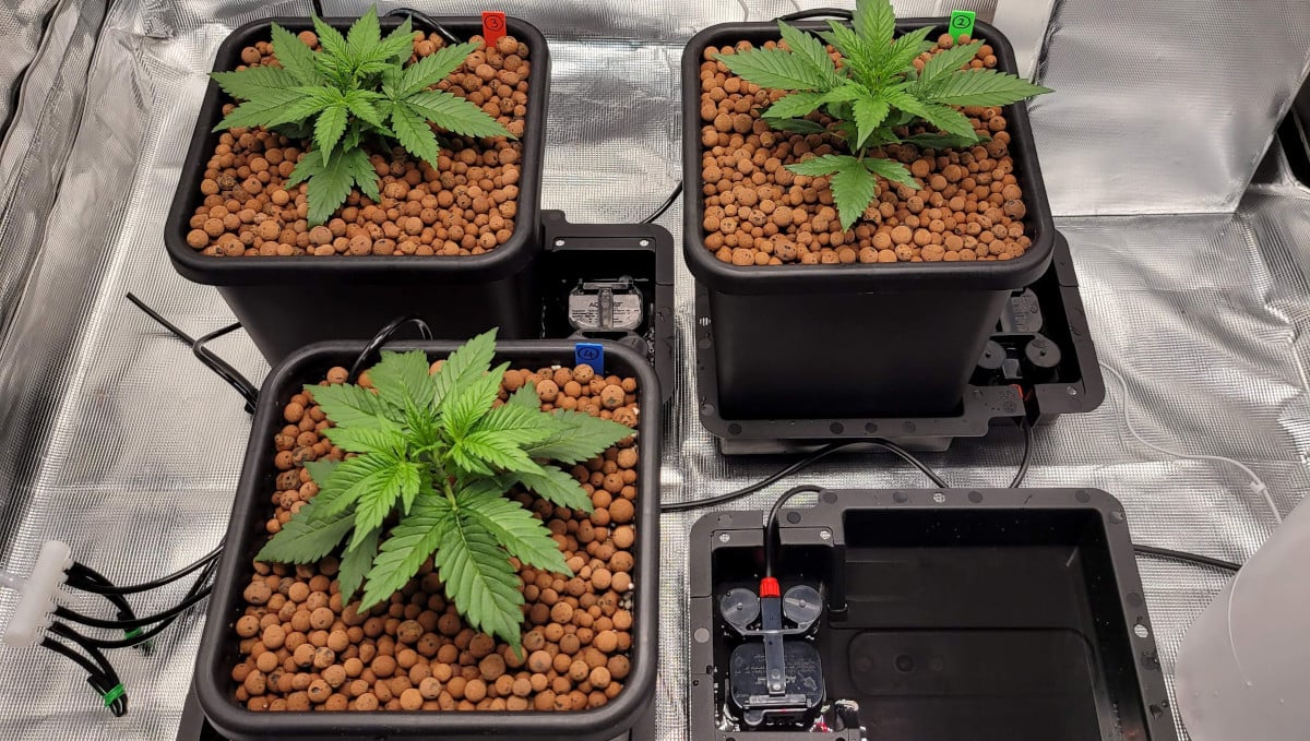 Gorilla Cookies Auto Cannabis Strain Week-by-Week Guide: A 4-piece Autopot system in a grow tent with weed seedlings