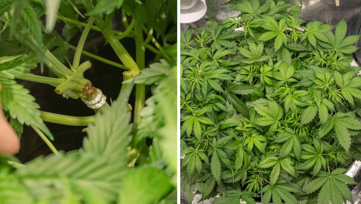 Gorilla Cookies Auto Cannabis Strain Week-by-Week Guide: Partial snapping and supercropping