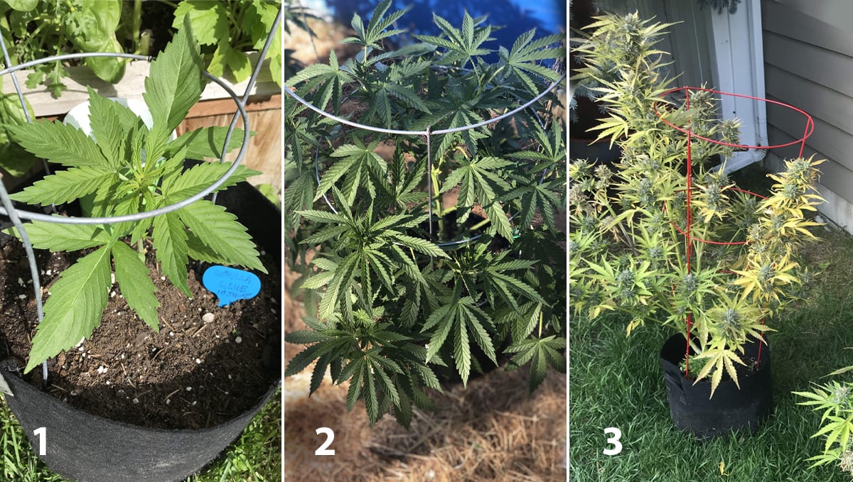 Growing Autoflowering Cannabis Outdoors: supporting plants with tomato wire cages