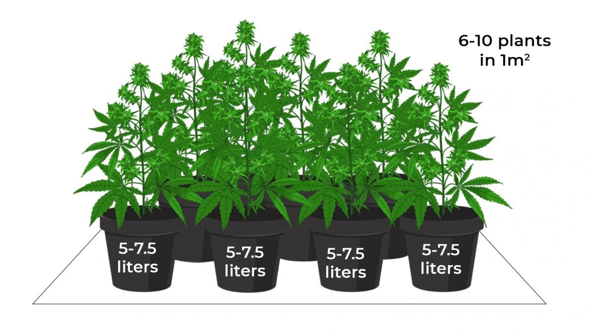 How much do autoflowers yield: sea of green