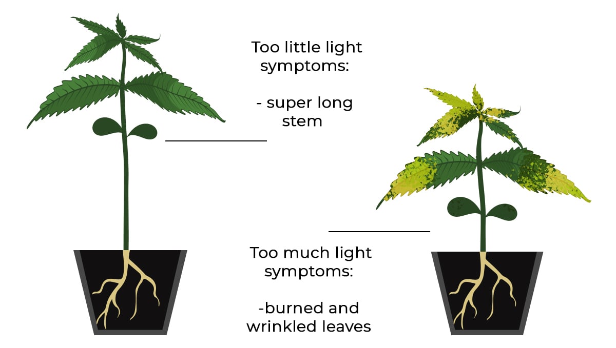 Marijuana seedlings not growing