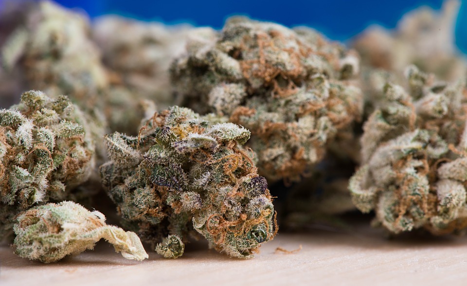 How to overcome an intense cannabis high?: cannabis buds