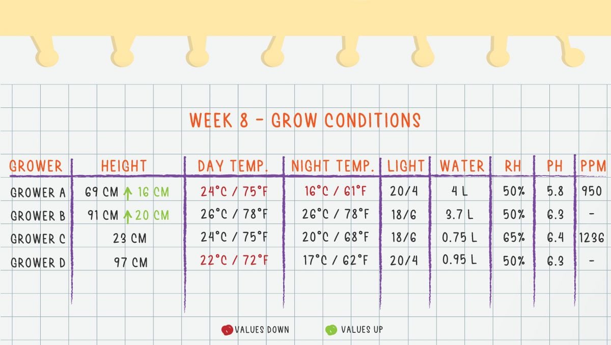 Orange Sherbet Auto Cannabis Strain Week-by-Week Guide: Week 8 grow conditions