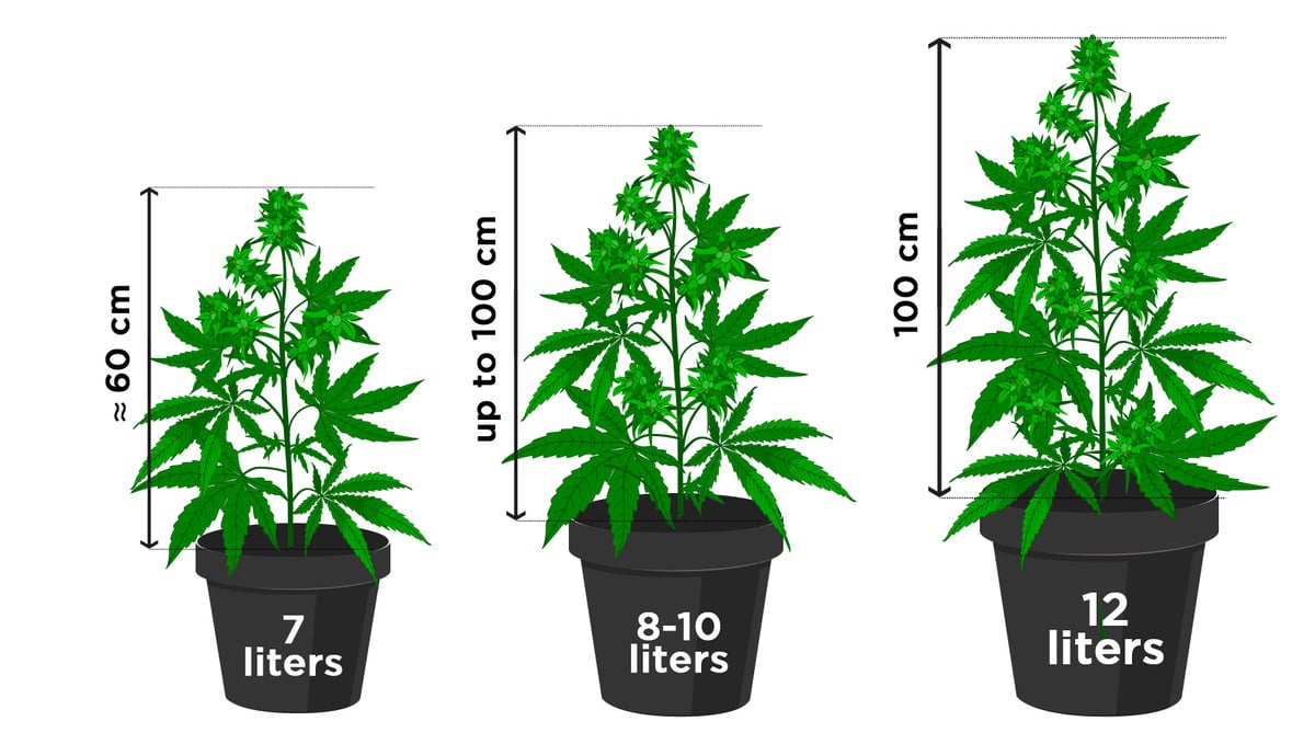 How tall do autoflowers get?: choosing a pot size