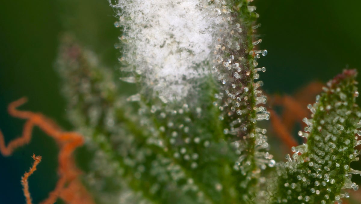 Most Common Pests In Cannabis: White Mildew