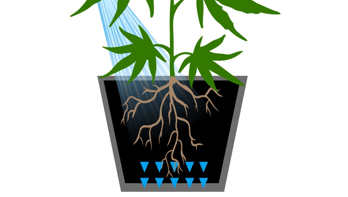 5 Reasons You Should Consider Growing Your Own Cannabis: Flushing Cannabis plants