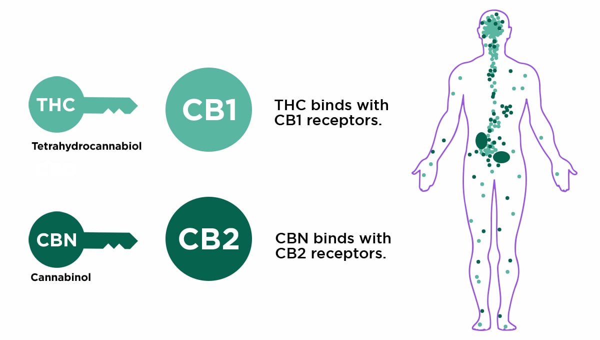 Non-marijuana cannabinoids: cannabinoid receptors