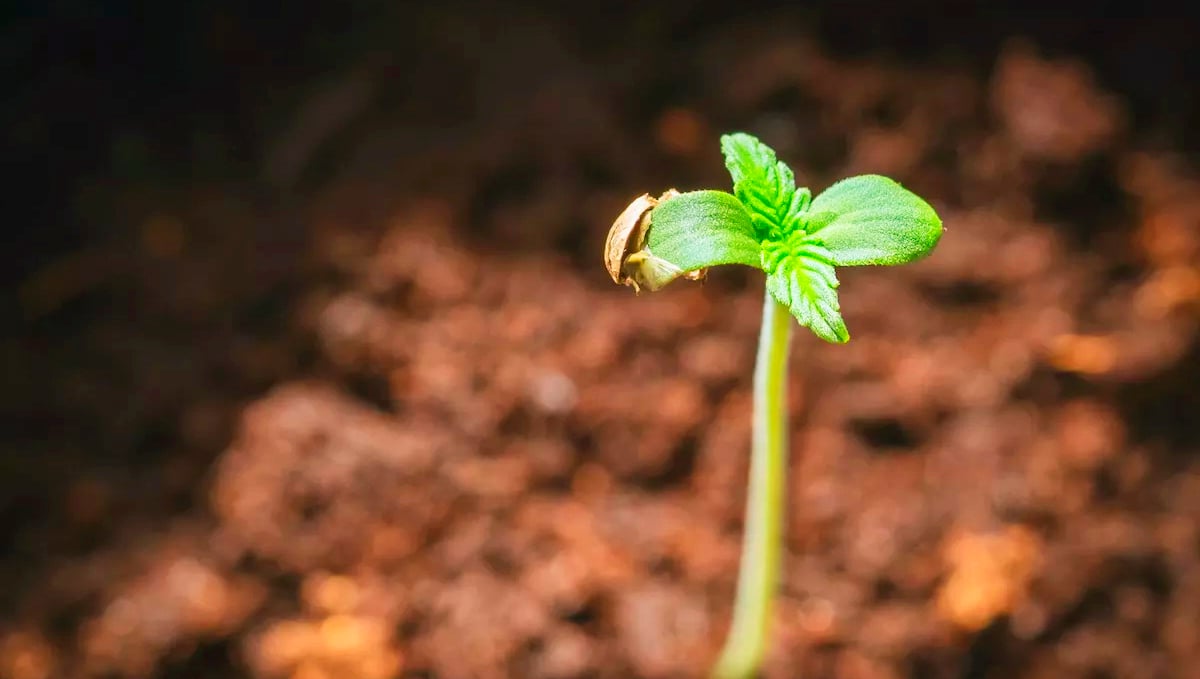Spring is the perfect time to germinate your seeds.
