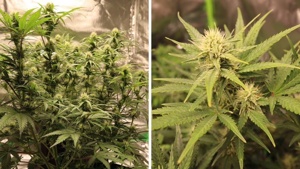 Orange Sherbet Auto Cannabis Strain Week-by-Week Guide: A multi-branch cannabis strain flowering