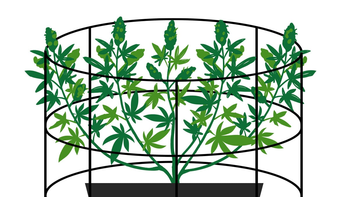 7 Top Tips On Supporting Heavy Buds Indoors: Building Tomato Cages 