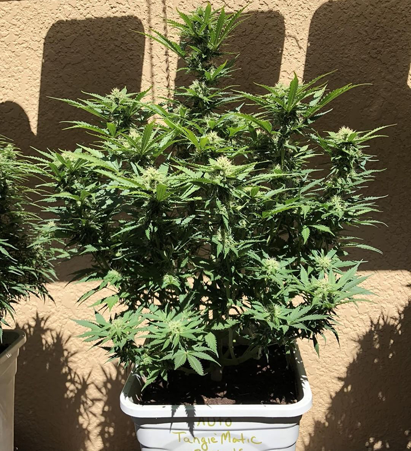 Fast Buds' Tangie Matic Outdoors