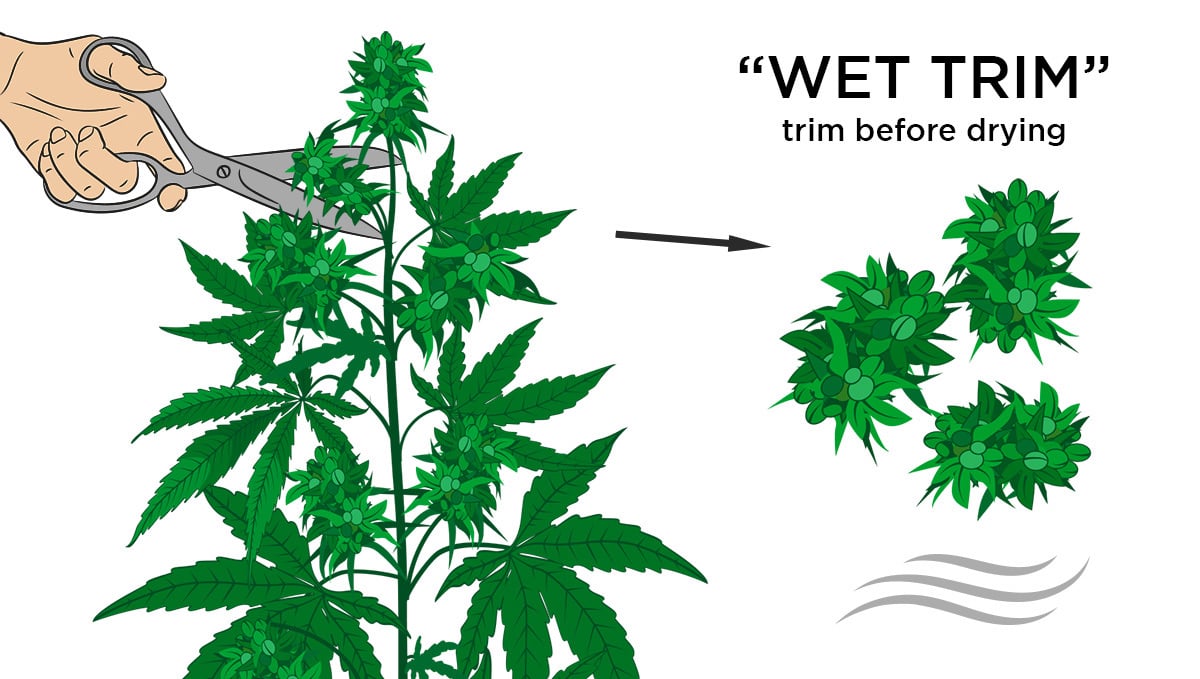 How to Harvest Cannabis Plants: Wet trimmming cannabis plants