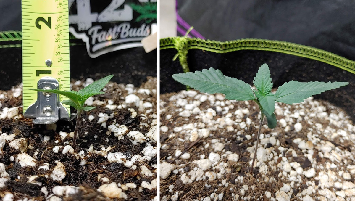 How long do autoflowers take from seed to harvest: week 1 - seedling