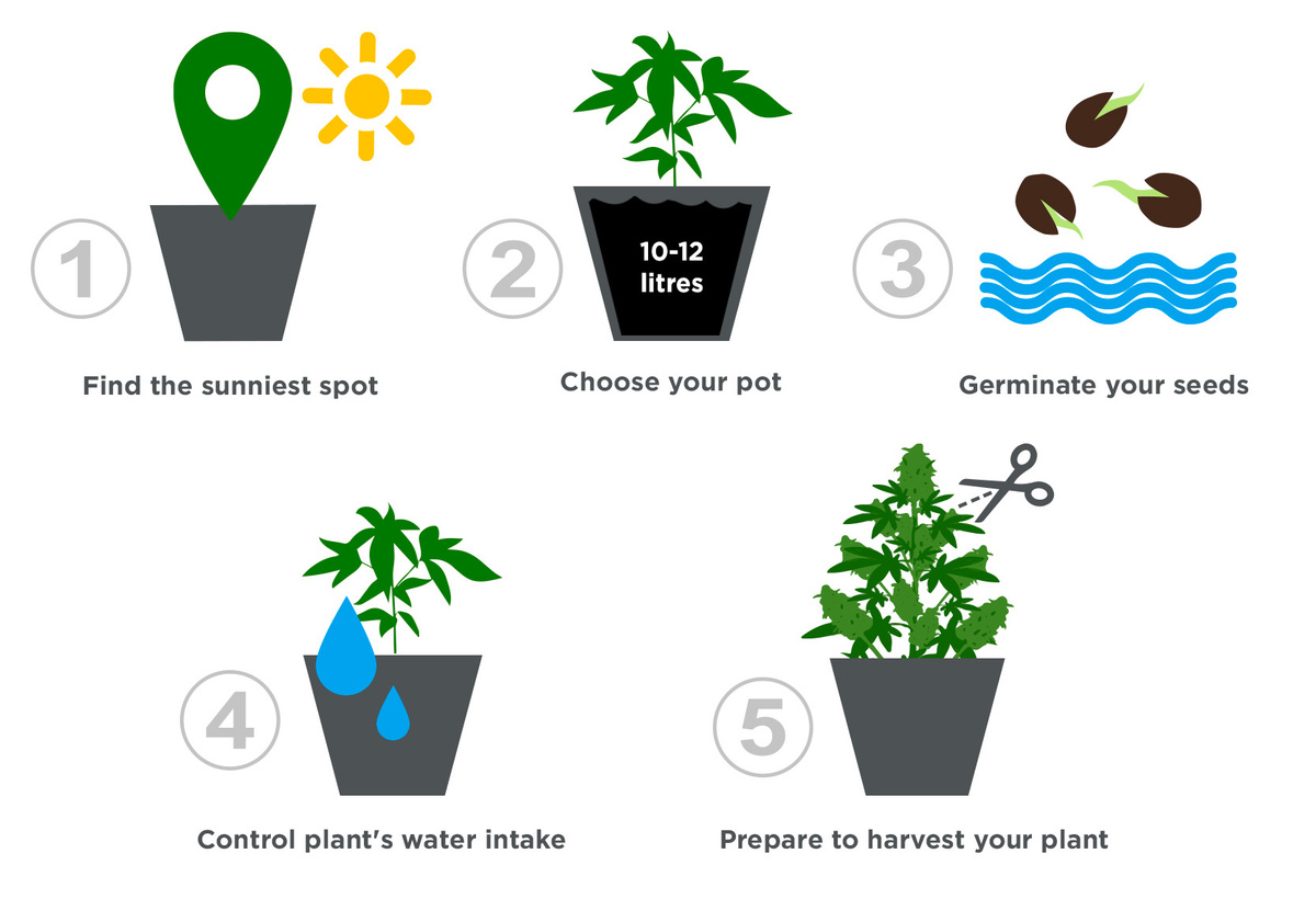 How To Grow Autoflowering Cannabis Outdoors Fast Buds Autoflowering