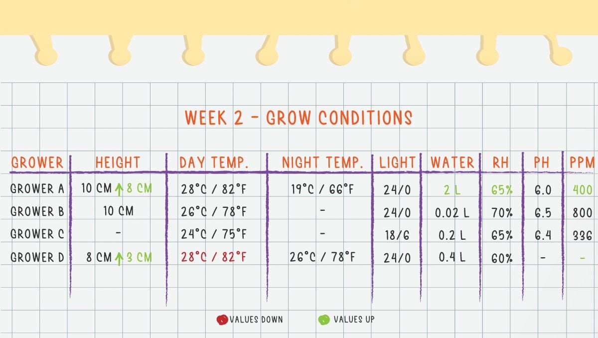 Orange Sherbet Auto Cannabis Strain Week-by-Week Guide: Week 2 grow conditions