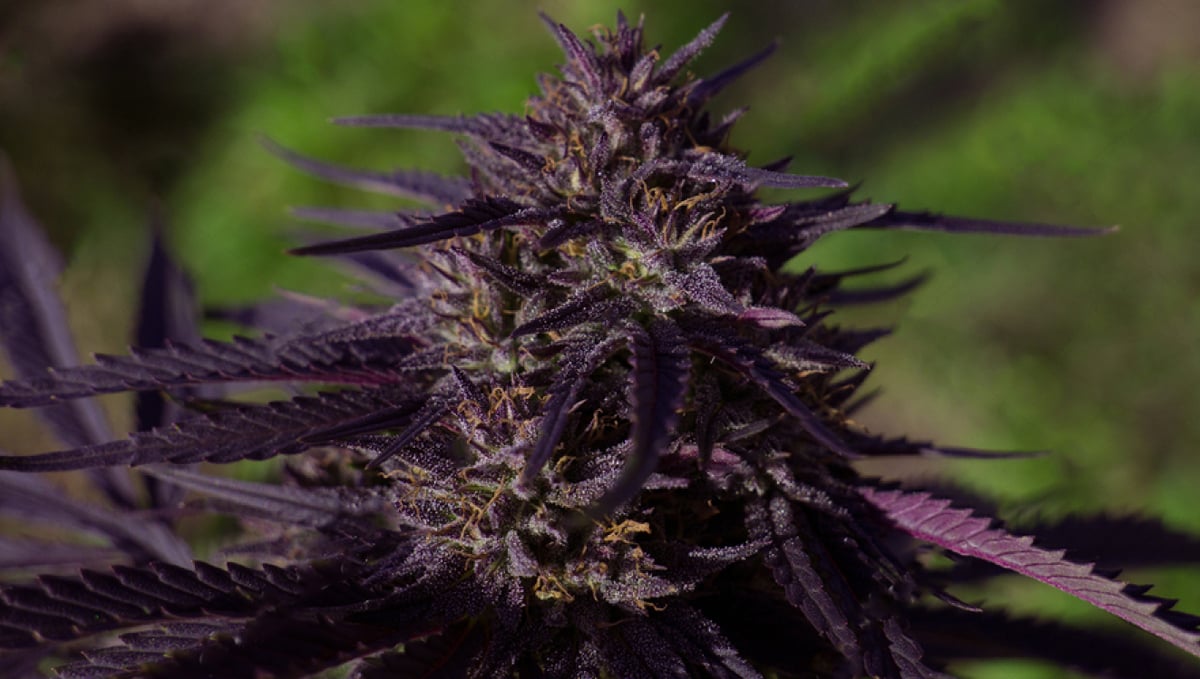 Why do cannabis turns purple?: benefits