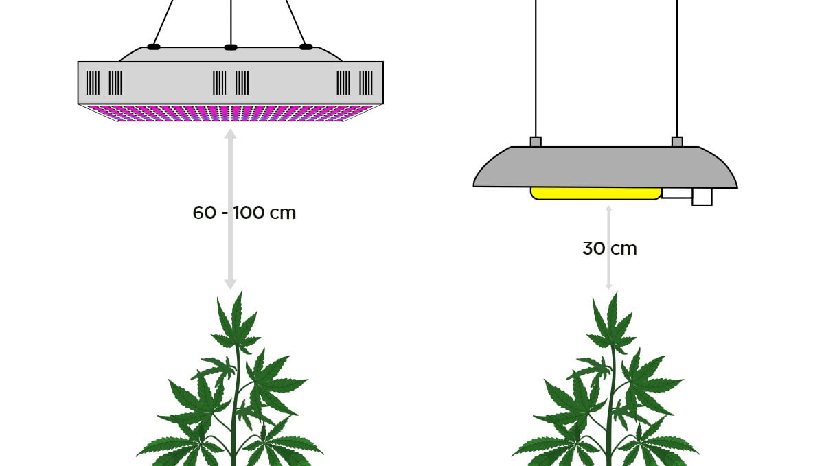 How To Deal With Slow Cannabis Growth: Light distance