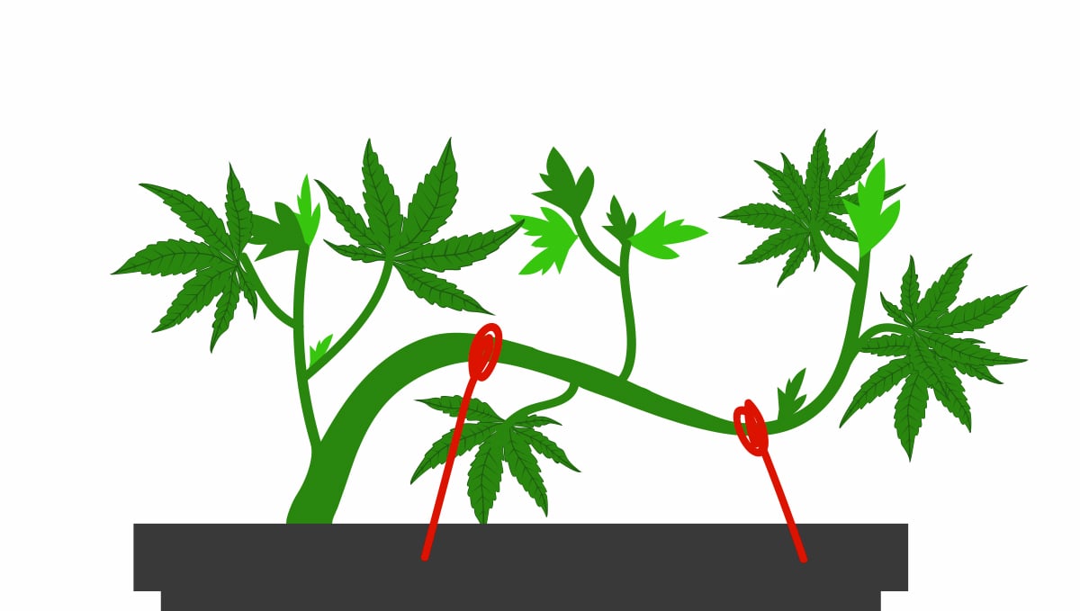 How to deal with slow cannabis growth: lst